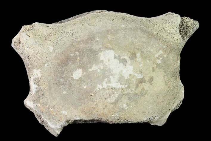 Fossil Whale Cervical Vertebra - Yorktown Formation #159495
